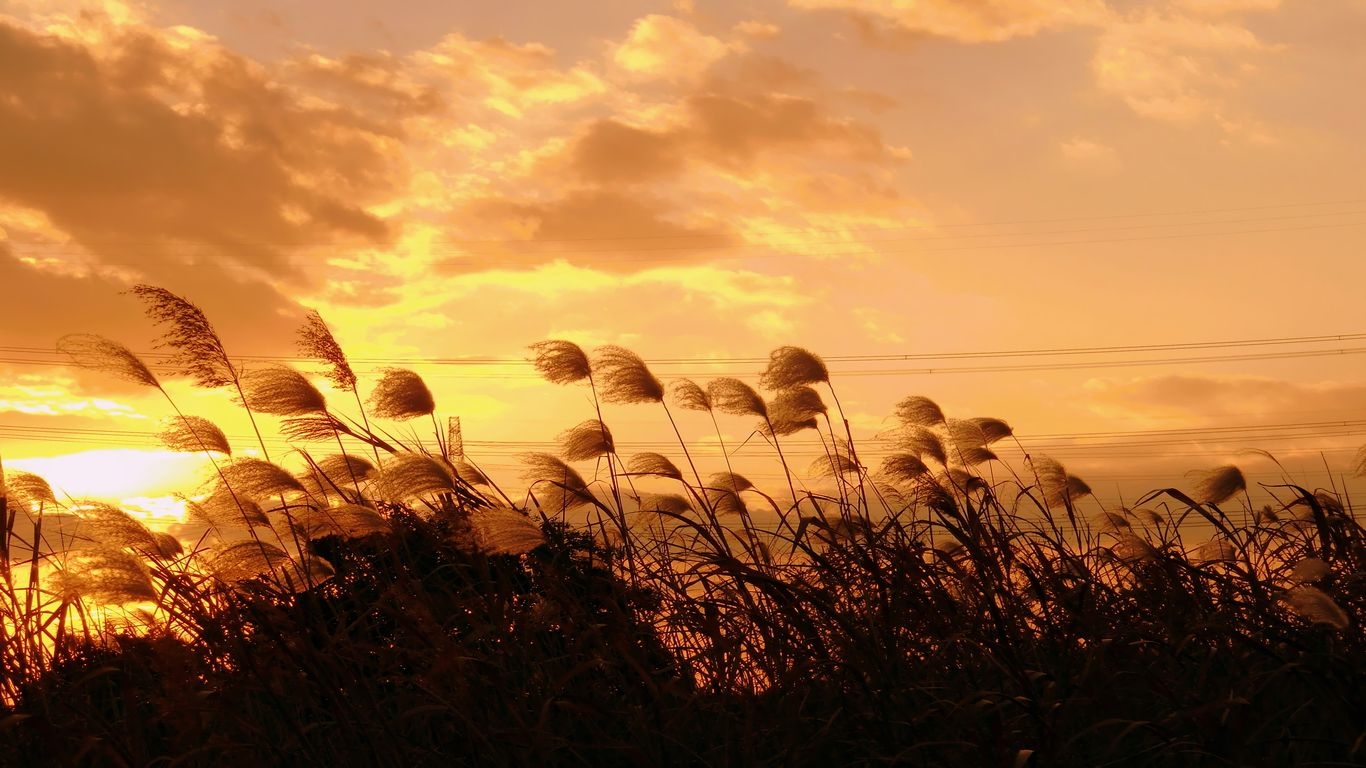 Sunset_Wheat_Field_Wallpaper_Theme_1366x768
